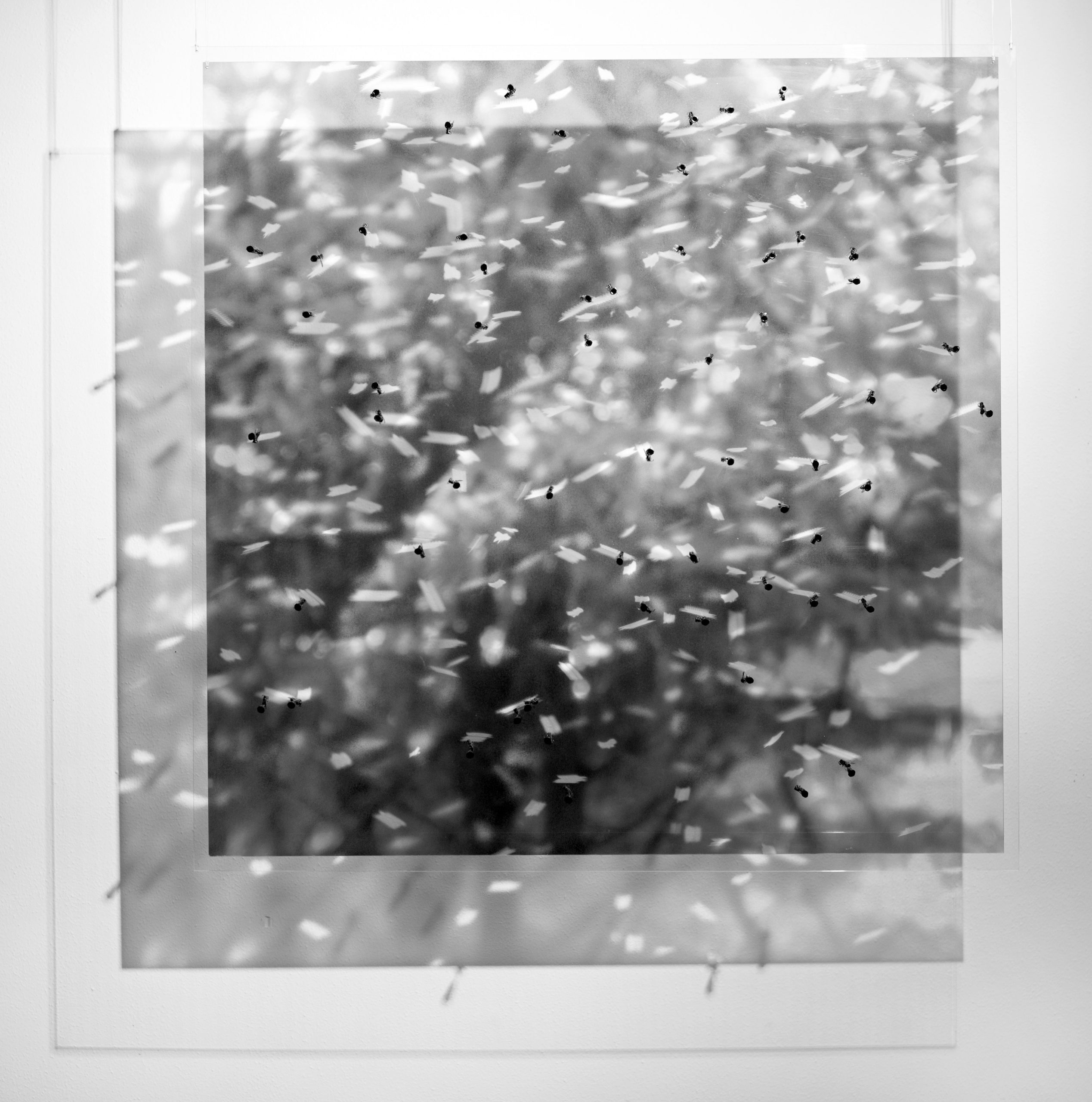 woest_01 85x85 cm